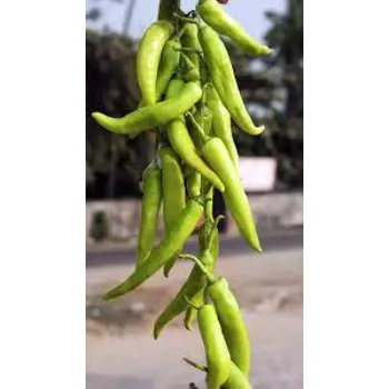 green chilli  (12)-805479-29227.webp